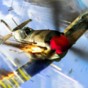 warplanes:w游戏