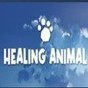 animal jam下载